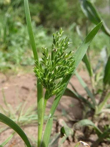 Common Hardgrass