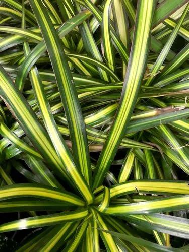 Dracaena Ray of Sunshine