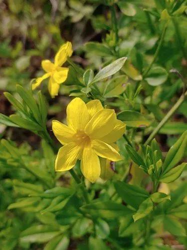 Jasminum Mesnyi