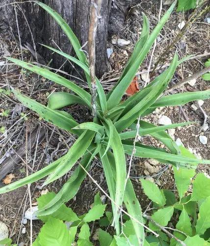 False Aloe