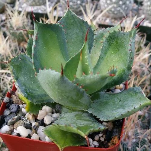 Agave Rum Runner