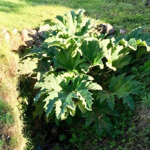 Giant Rhubarb