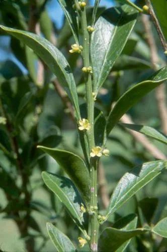 Florida-Boxwood