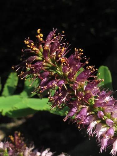 False Indigo Bush