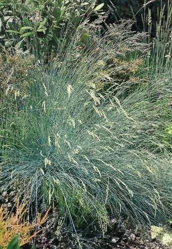 Festuca Buddy Blue