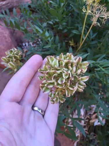 Canyonlands Lomatium