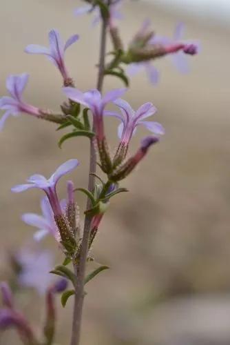 Plumbago Europaea