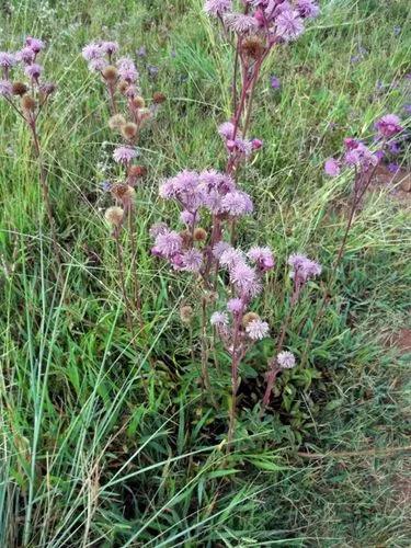 Pom Pom Weed