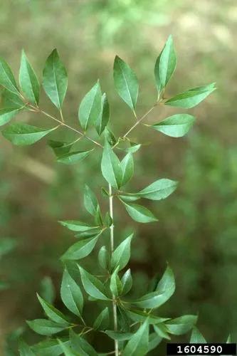 Eastern Swamp Privet