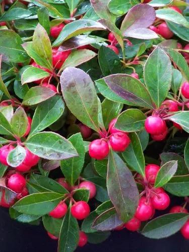 Creeping Snowberry