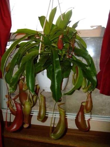 Winged Pitcher Plant