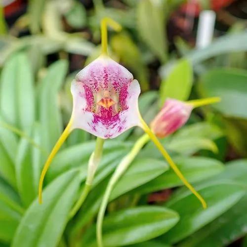 Graceful Violet-blue Masdevallia