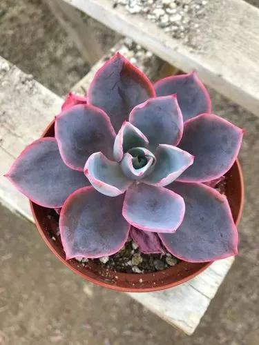 Echeveria Afterglow