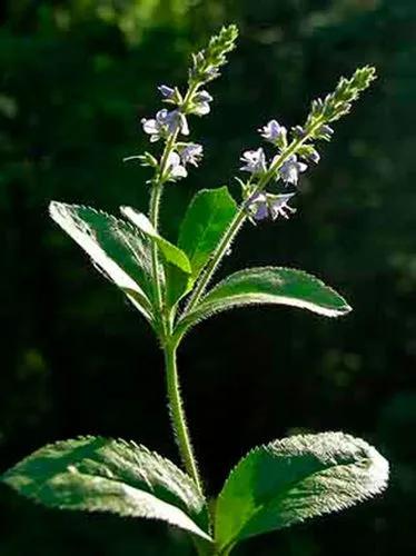 Gypsyweed