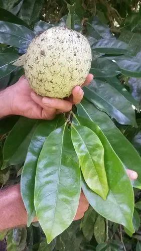 Annona Montana