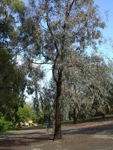 Mugga Ironbark