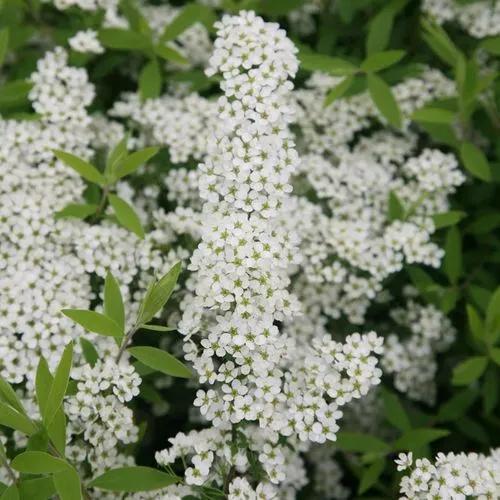 Bridal Bouquet Bush