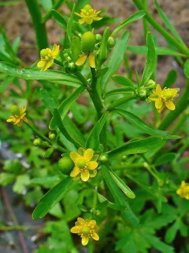 Pond Water-crowfoot