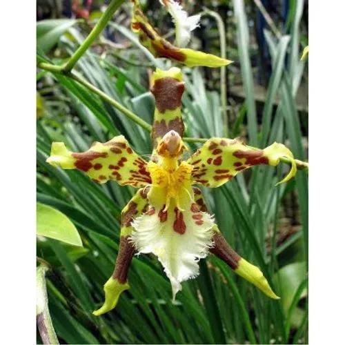 Odontoglossum