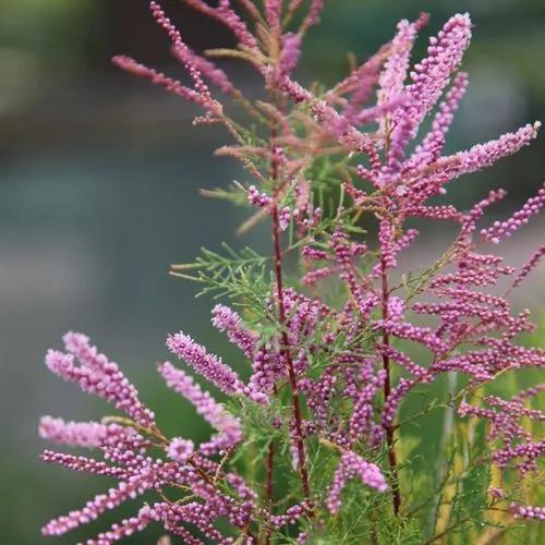 Smallflower Tamarisk