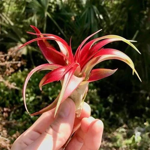 Red Abdita