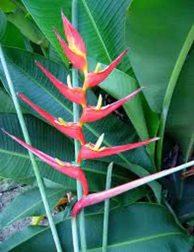 Heliconia Farinosa