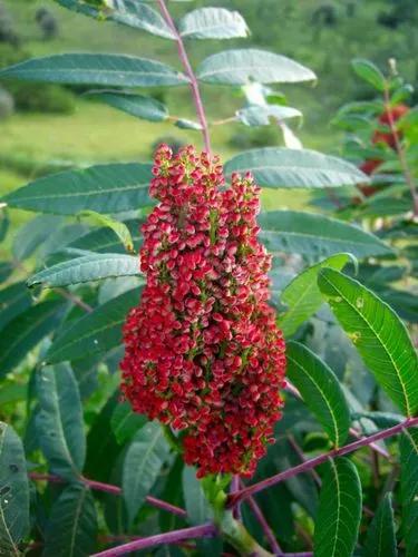 Smooth Sumac