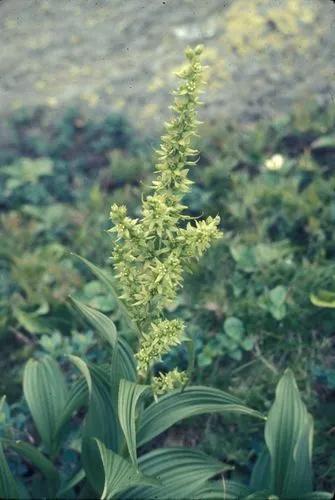 Veratrum Viride