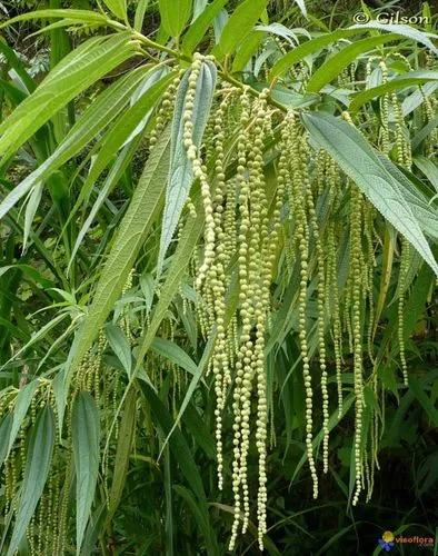 Boehmeria Penduliflora