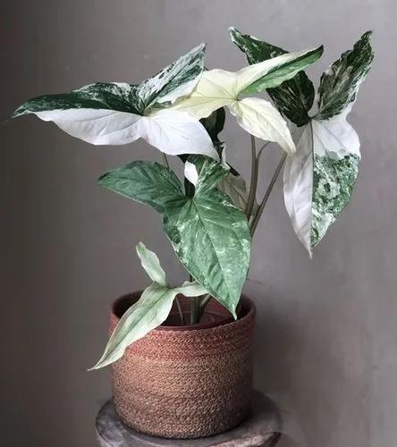 Syngonium Albo Variegata