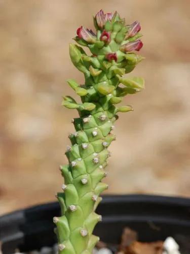 Monadenium Guenthe