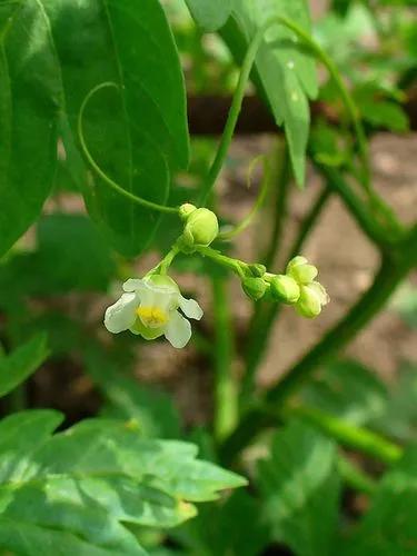 Balloon Vine