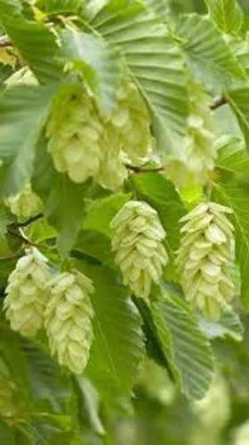 European Hop-Hornbeam