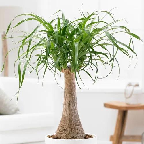 Ponytail Plant