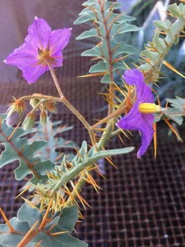 Solanum Pyracanthum