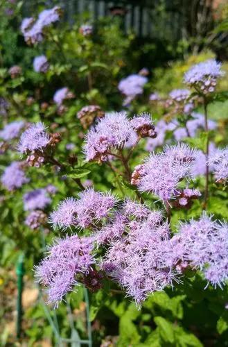 Mistflower