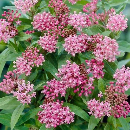 Red Milkweed