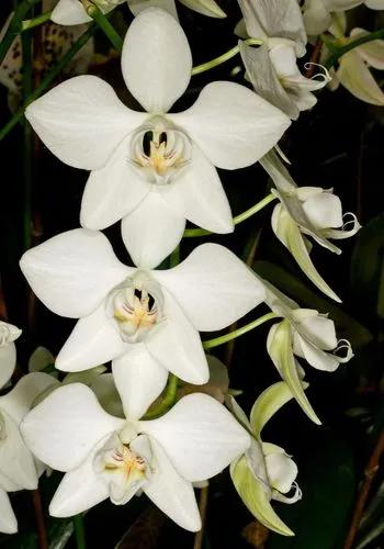 Phalaenopsis Aphrodite