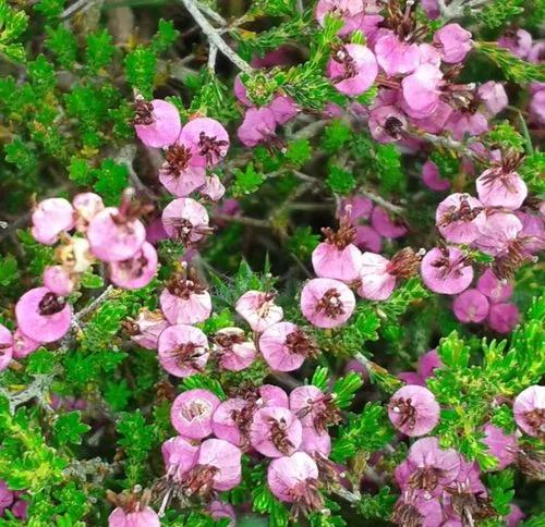 Dwarf Spanish Heath