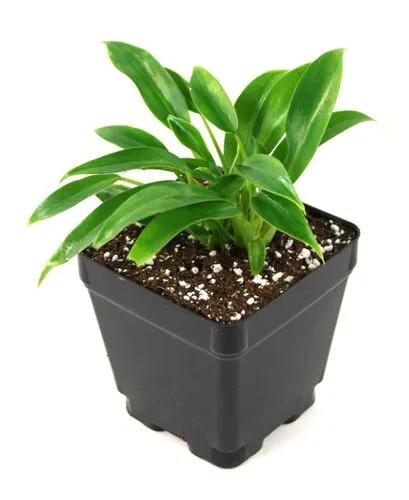 Philodendron Wend Imbe