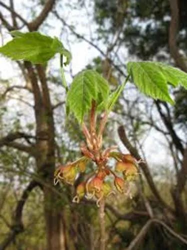 Horned Maple