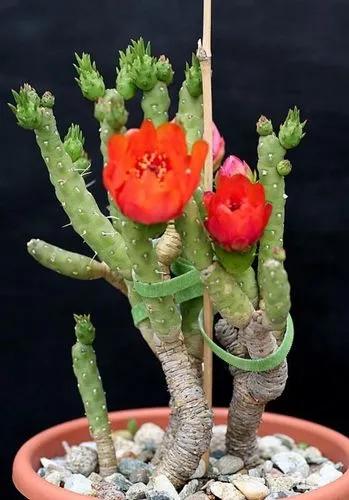 Austrocylindropuntia Verschaffeltii