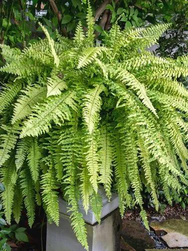 Boston Fern Tiger Fern