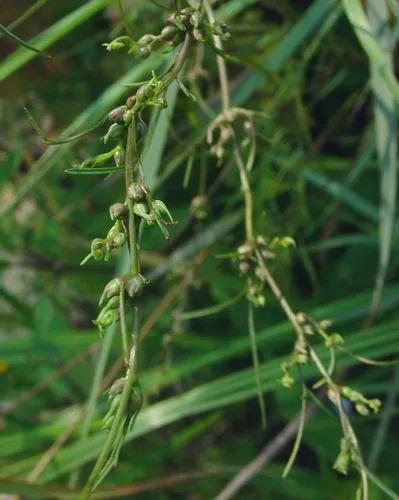 Bulblet-bearing Water Hemlock