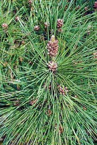 Coniferae