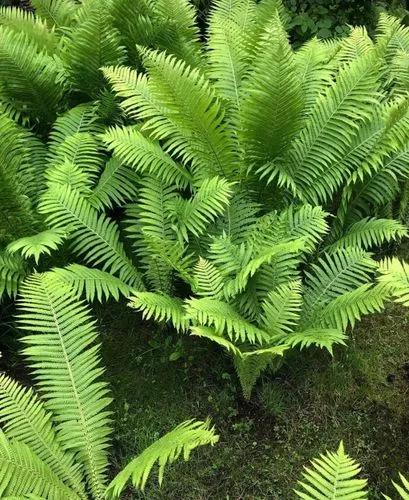 Tassel Fern