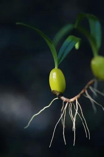 Bulbophyllum Nutans