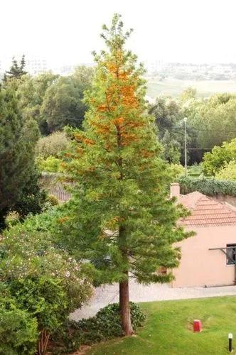 Southern Silky Oak