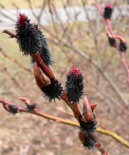 Black Pussy Willow