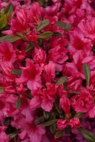 Girad’s Crimson Azalea